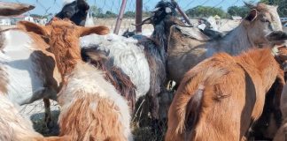 Presidential Goat Pass-On Scheme gives young women in Shurugwi a lifeline