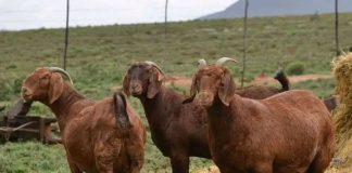 GBAZ to host Annual Indaba to preserve indigenous goat breeds