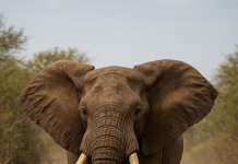 Woman trampled to death by elephant in Kariba