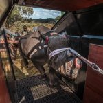 Black Rhino return to Matusadona National Park