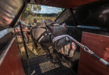 Black Rhino return to Matusadona National Park