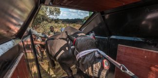 Black Rhino return to Matusadona National Park