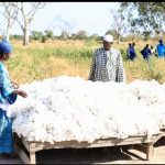A Senegalese factory proves Africa can spin its own cotton: can it find the money to keep going?