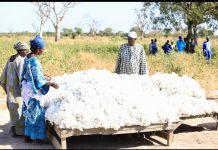 A Senegalese factory proves Africa can spin its own cotton: can it find the money to keep going?