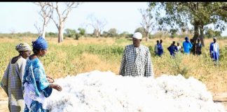 A Senegalese factory proves Africa can spin its own cotton: can it find the money to keep going?