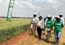 Zim must now focus on better wheat varieties-Jiri