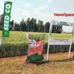 SC W9104 wheat variety combines yield, resilience, quality