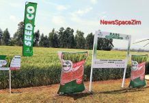 SC W9104 wheat variety combines yield, resilience, quality