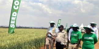 Zim must now focus on better wheat varieties-Jiri