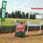 SC W9104 wheat variety combines yield, resilience, quality