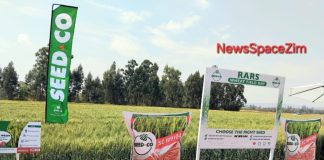 SC W9104 wheat variety combines yield, resilience, quality